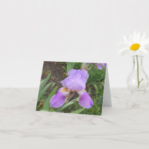 Carte Purple Iris with fresh rain droplets...