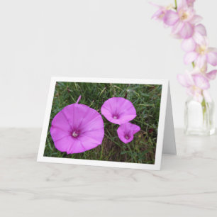 Carte Purple Morning Glory, Mallow Bindweed Fleurs sauva