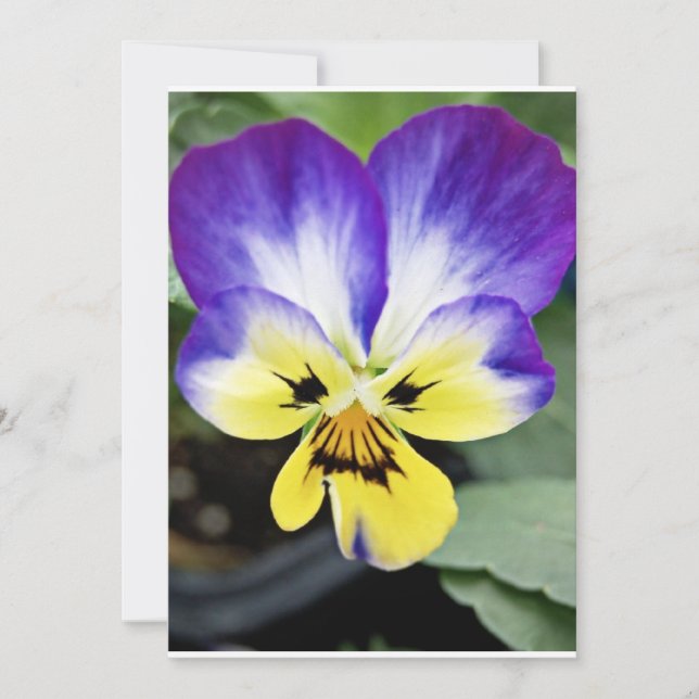 Carte Purple Pansy (Devant)