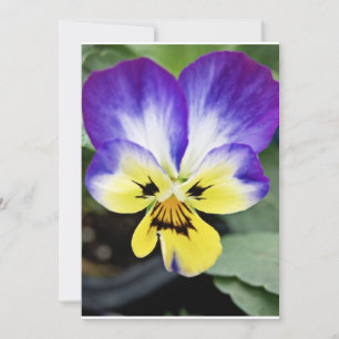 Carte Purple Pansy