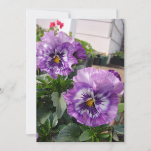 Carte Purple Pansy Photo fleurs florales Jardin Nature