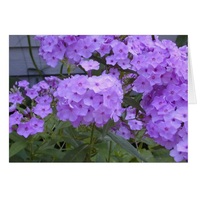 Carte Purple Phlox (Devant horizontal)