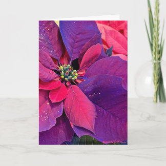 Carte Purple Poinsettias