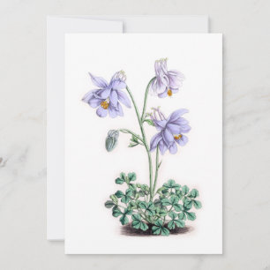 Carte Pyrénées Columbine - Aquilegia pyrenaica