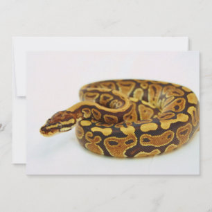 Carte Python à balles jaune et noire