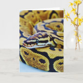 Carte Python à bille jaune et noir reposant (Fleur jaune)