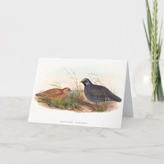 Carte Quail de montagne - oiseaux, (Devant)