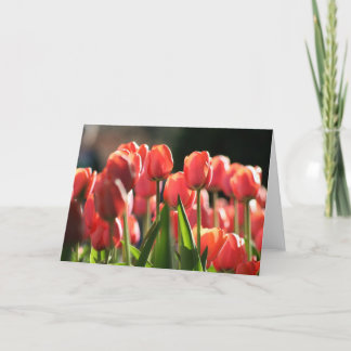 Carte Quelques tulipes au printemps
