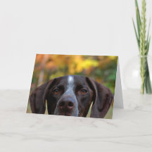 Qui Dat Dog ?