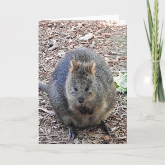 Carte Quokka (Devant)