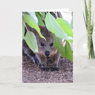 Carte Quokka Greeting Card