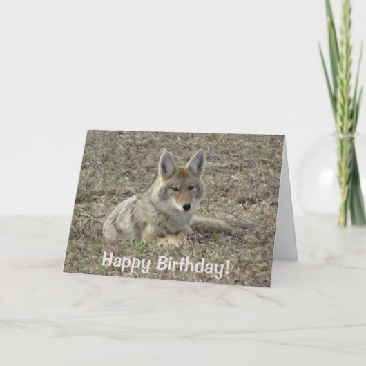 Carte R22 Coyote Laying (Devant)