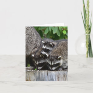 Carte Raccoon Babies !