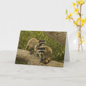 Carte Raccoons (Fleur jaune)