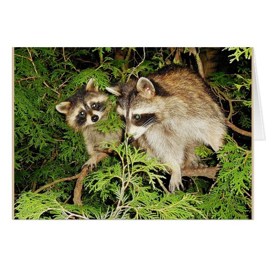 Carte Raccoons Fête des Mères (Devant horizontal)
