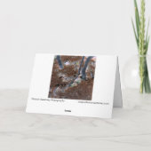 Carte "Racines" Arbres Gnarled, Aiguilles De Pins, Planc (Dos)