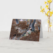 Carte "Racines" Arbres Gnarled, Aiguilles De Pins, Planc (Fleur jaune)