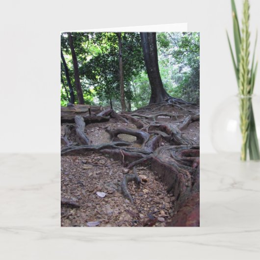 Carte Racines d'arbre sur Mt. Kurama (Devant)