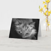 Carte Ragdoll Cat / Noir (Fleur jaune)