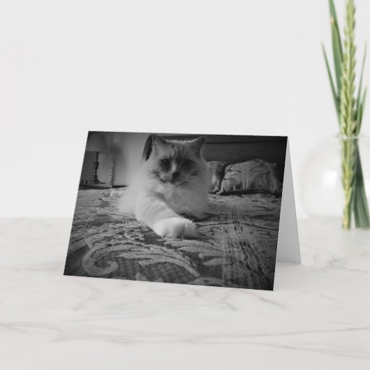 Carte Ragdoll Cat / Noir card (Devant)