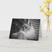 Carte Ragdoll Chat (Fleur jaune)