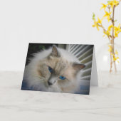 Carte Ragdoll Chat (Fleur jaune)