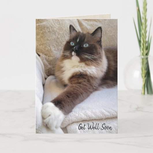 Carte Ragdoll Chat Se Bien Bientôt (Devant)