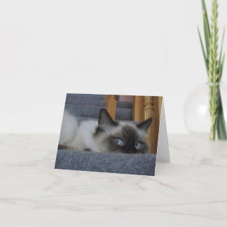 Carte Ragdoll Kitty