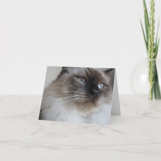 Carte Ragdoll Kitty (Devant)