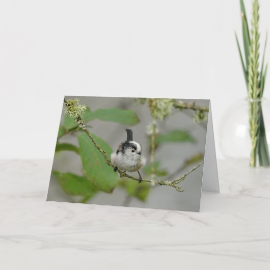 Carte Raisin à long queue, oiseau de jardin écossais. (Devant)