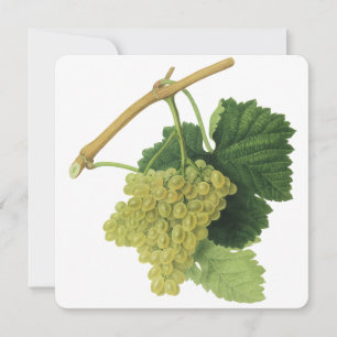 Carte Raisins de vin blanc sur la vigne, fruits alimenta