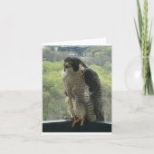 Carte rapace (Devant)