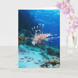 Carte Rascasse volante ou Pterois Miles, Poisson de réci