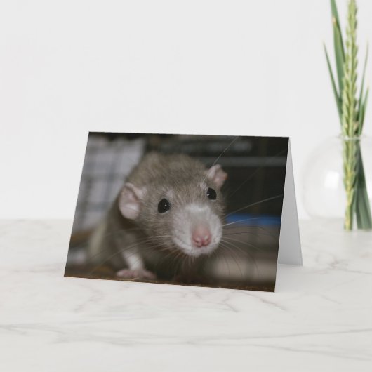 Carte Rat curieux (Devant)