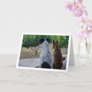Carte Rat Terrier et Pinscher Nain