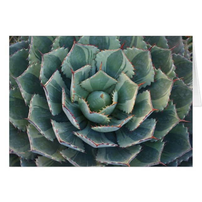 Carte rayée d'agave (Devant horizontal)