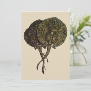 Carte Rayons vintages, Animaux de la vie marine