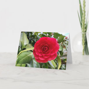 Carte Red Camilia