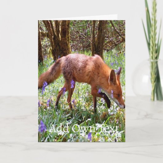 Carte Red Fox in Bluebells Card – Wildlife Red Fox (Devant)
