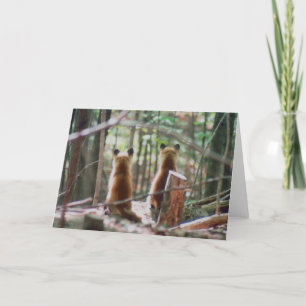 Carte Red Fox Kits regarder