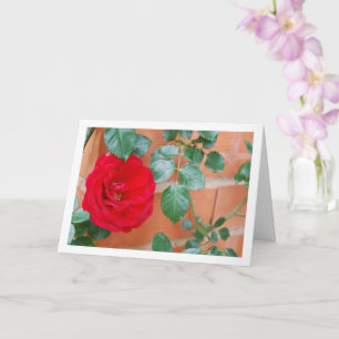 Carte Red Rose against Brick Wall