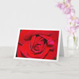 Carte Red Rose Close-up Portrait