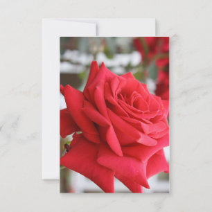Carte Red Rose Scottish Birthday Card Poem