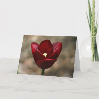 Carte Red Tulip