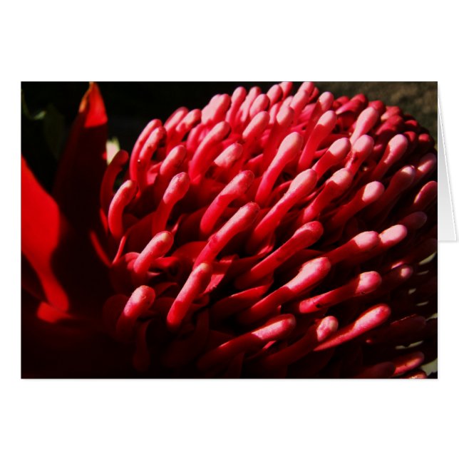 Carte Red Waratah (Devant horizontal)