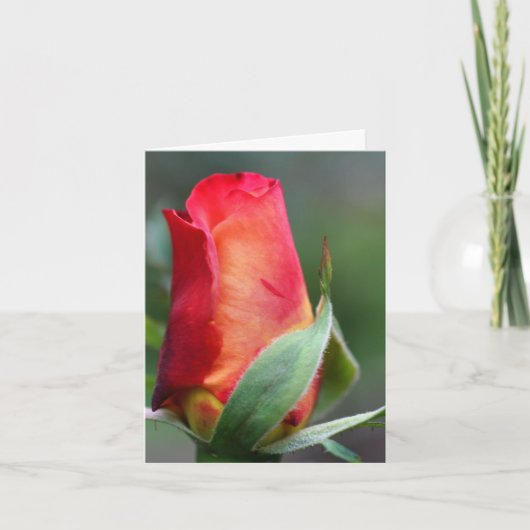 Carte Red Yellow Rosebud Flower Photography Note (Devant)