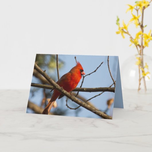 Carte Redboy Watching (Fleur jaune)