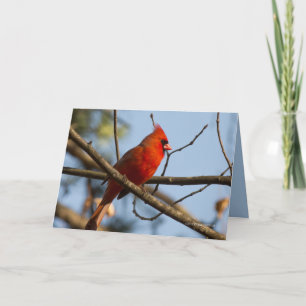 Carte Redboy Watching