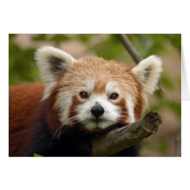 Carte RedChinesePanda 010 (Devant horizontal)