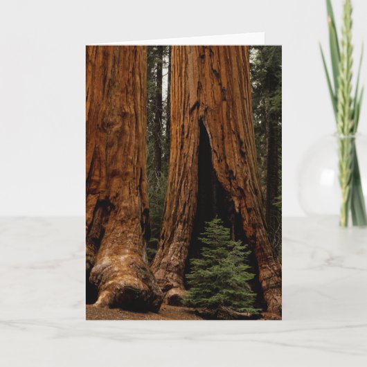 Carte Redwood Trees, Sequoia National Park. (Devant)